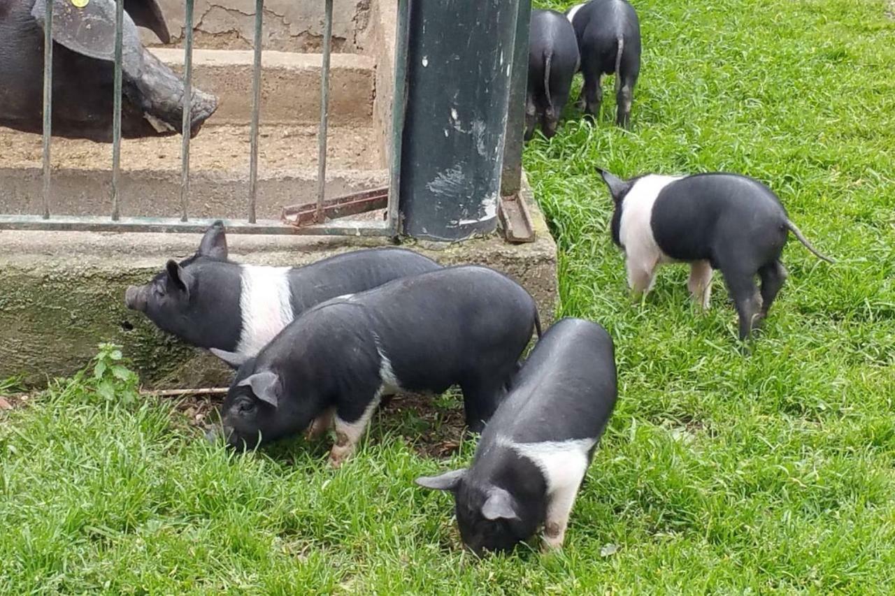 Piccolo Casale A "Le Moline" In Una Vera Fattoria 维特拉 外观 照片
